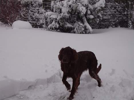 Irsk setter Rolf - uhh hvor er det kold billede 8