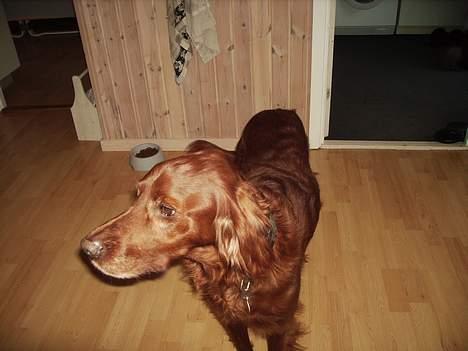 Irsk setter Rolf - kan i ikke fatte jeg er sulten billede 9