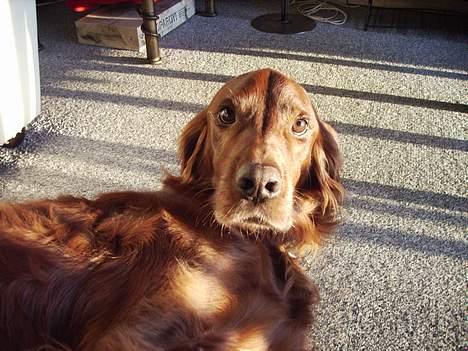Irsk setter Rolf - hej med jer billede 10