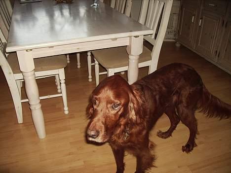 Irsk setter Rolf - jeg er sulten billede 11