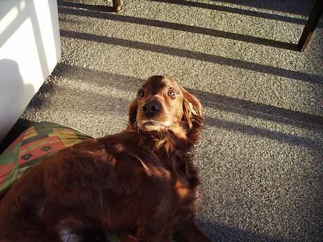 Irsk setter Rolf - jeg elsker at blive nuset  billede 12