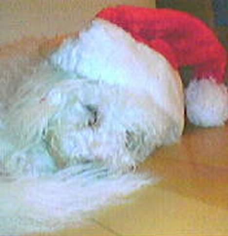 Bichon à poil frisé BOBO billede 12