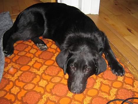 Blanding af racer Anker - Her er han omkring 4 måneder gammel... billede 7