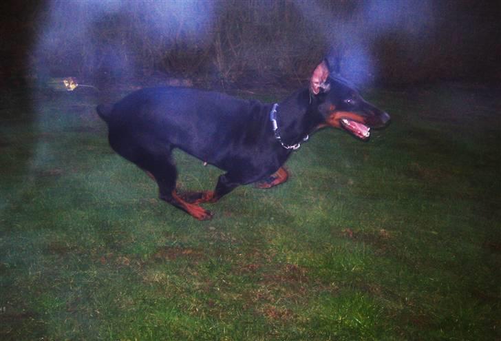 Dobermann Sakura billede 12