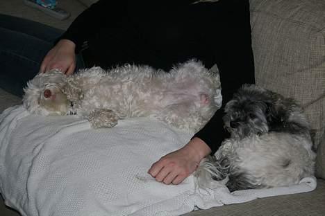 Løwchen Emma / Mille billede 9