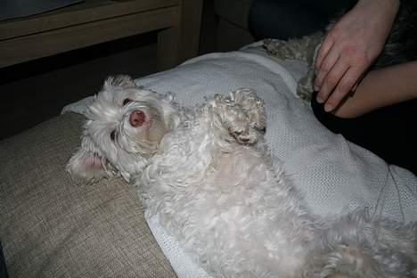 Løwchen Emma / Mille billede 10