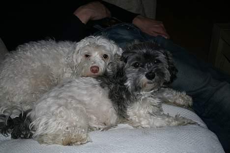 Løwchen Emma / Mille billede 11