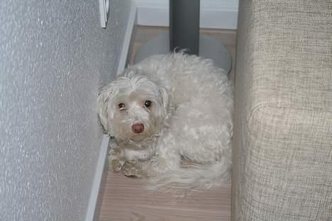 Løwchen Emma / Mille billede 12