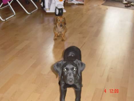 Labrador retriever Kala - her er jeg altså ik så gammel (: billede 6