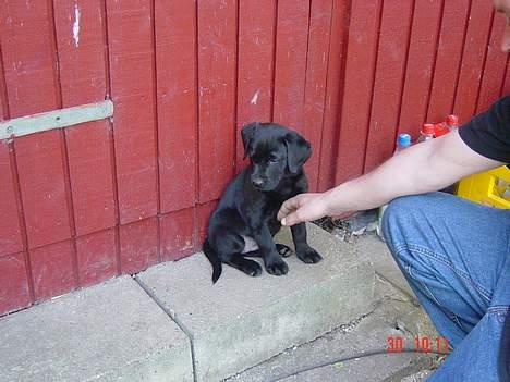Labrador retriever Kala - dt er førstegang jeg er hjemme (: billede 7
