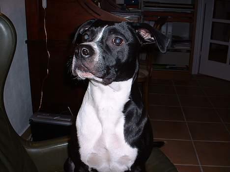 Amerikansk staffordshire terrier Znif billede 3