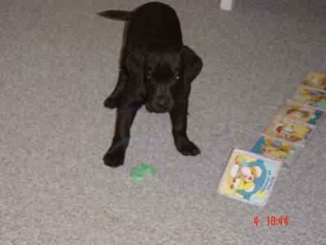 Labrador retriever Kala billede 8