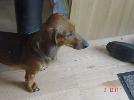 Dværggravhund Trille billede 6