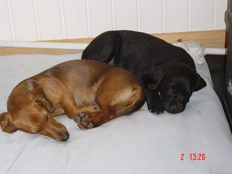 Dværggravhund Trille billede 7