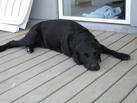 Labrador retriever Carlo - Carlos ynglings dicsiplin billede 11