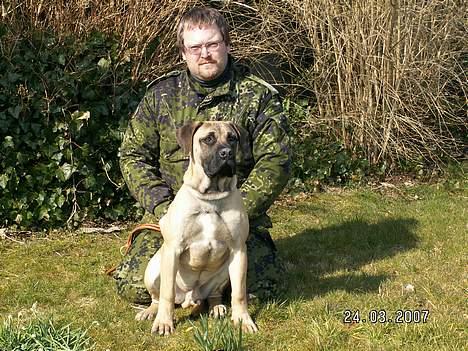 Boerboel Teglborg Ramses billede 6
