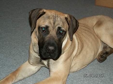 Boerboel Teglborg Ramses billede 7