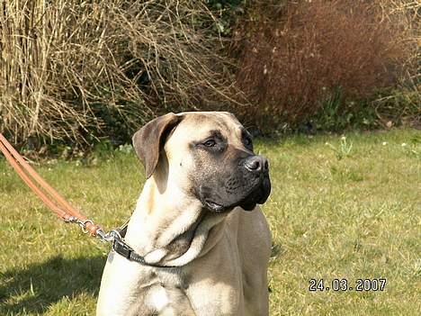 Boerboel Teglborg Ramses billede 8