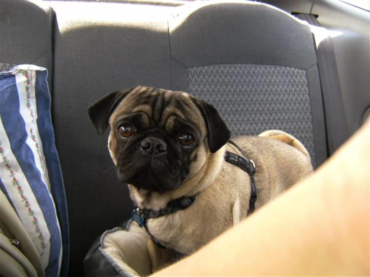 Mops Sigurt billede 1