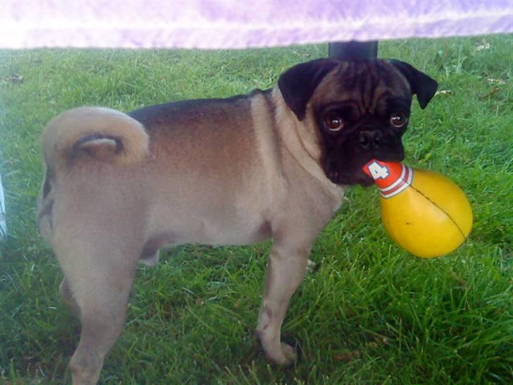 Mops Sigurt billede 2