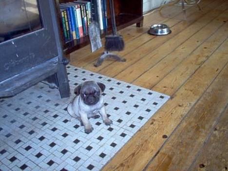 Mops Sigurt billede 3