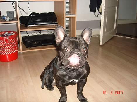 Fransk bulldog King billede 10