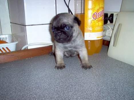 Mops Sigurt billede 4