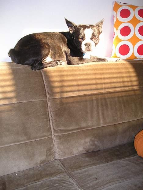 Boston terrier Lance - Solelskeren Lance nyder et par stråler på sofaryggen! billede 1