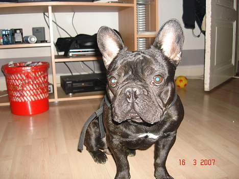 Fransk bulldog King billede 11