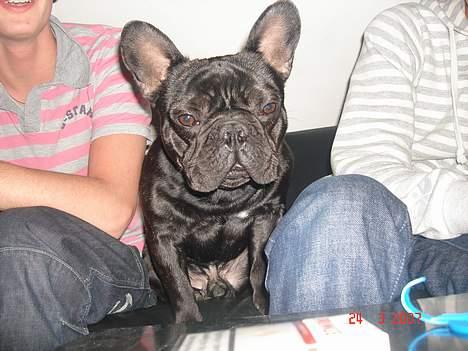 Fransk bulldog King billede 12