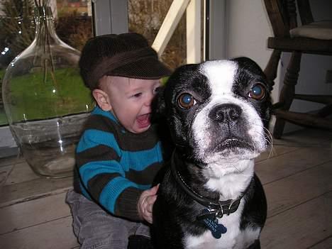 Boston terrier Lance - Villum på 10 måneder er henrykt over Lance......og han finder sig bare i det, dog med noget af et udtryk! ;0) billede 2
