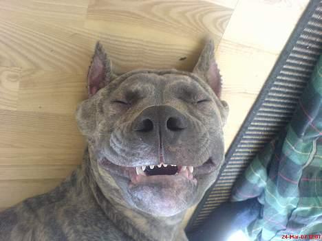 Amerikansk staffordshire terrier Diablo billede 12