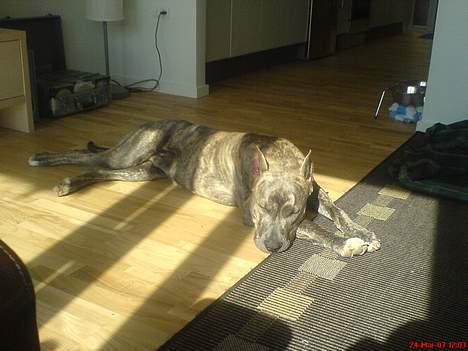 Amerikansk staffordshire terrier Diablo billede 13