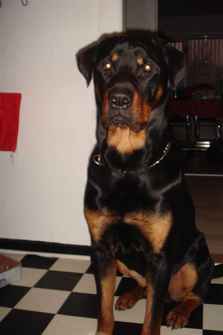 Rottweiler samson billede 1