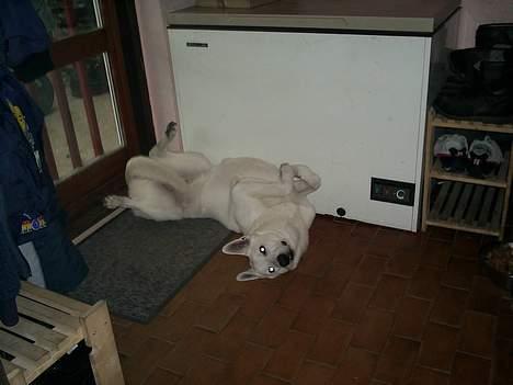 Hvid schæfer Luka - får mig lige en lur  billede 11