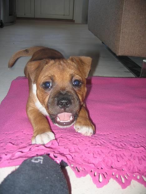 Staffordshire bull terrier ENVY - hejsa.... og velkommen til min profil..... billede 1