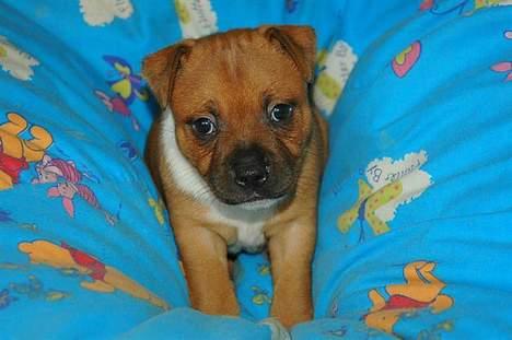 Staffordshire bull terrier ENVY - aaahhhh her ligger man godt. billede 2