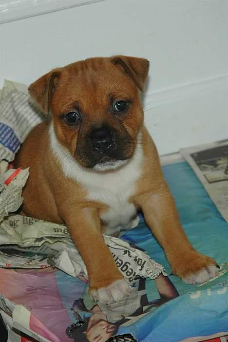 Staffordshire bull terrier ENVY - er jeg ikke bare søøøøøød???? billede 3
