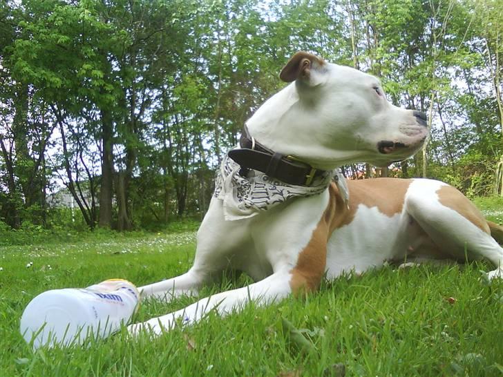 Amerikansk bulldog Kettners Ea´s Bella - Hva så? billede 6