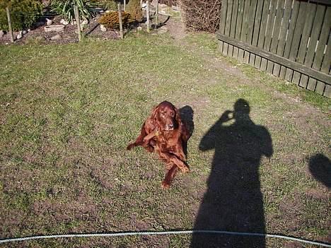 Irsk setter Rolf - det er da en dejlig dag i dag billede 13