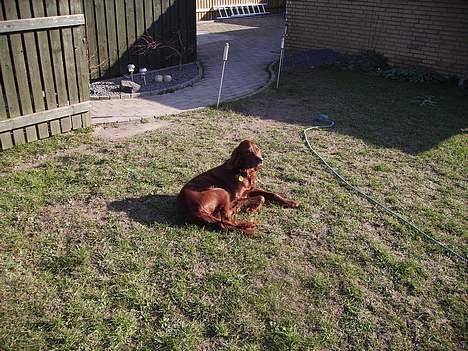 Irsk setter Rolf - er jeg ikke sød billede 14