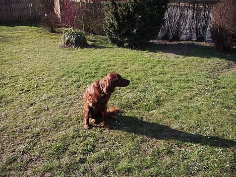 Irsk setter Rolf - hvad er det der henne billede 15