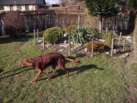 Irsk setter Rolf - kan i ikke lade mig være i fred billede 16