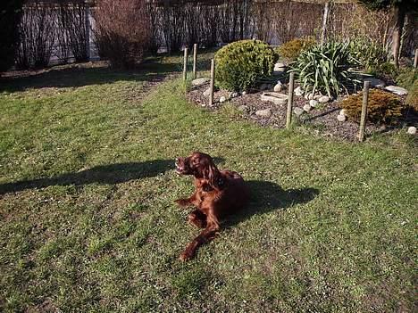 Irsk setter Rolf - nu er jeg  træt billede 17