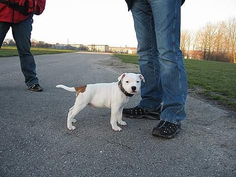 Staffordshire bull terrier Günter - Är det så här man ska stå??  billede 3