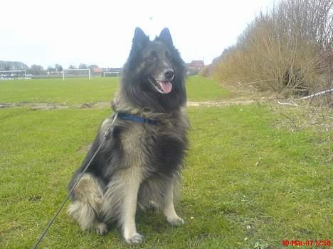 Tervueren Marco's Falco - Max (Januar) på tur. Kvaliteten er ringe pga. mobil billede. billede 1