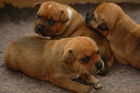 Staffordshire bull terrier ENVY - mig og to af mine søskende. her er vi vidst kun 3 uger gamle billede 4