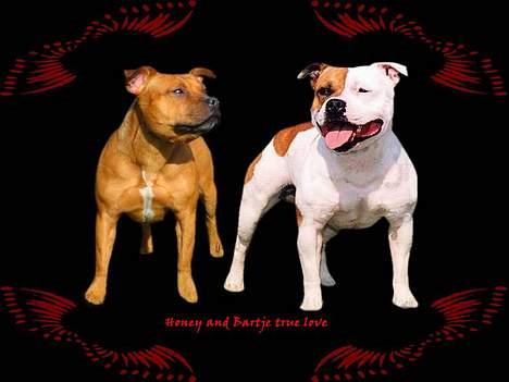 Staffordshire bull terrier ENVY - min mor og far billede 5