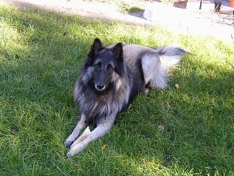 Tervueren Marco's Falco - Max i haven ;) billede 2