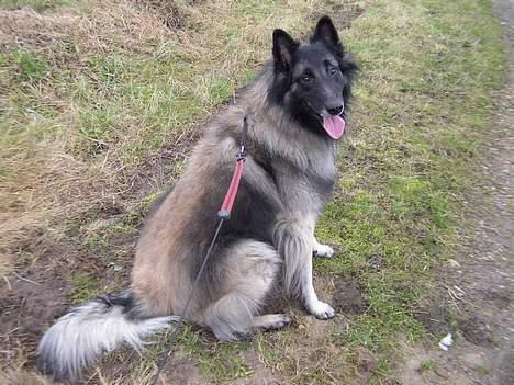 Tervueren Marco's Falco - Max på tur :) billede 3